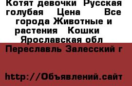 Котят девочки “Русская голубая“ › Цена ­ 0 - Все города Животные и растения » Кошки   . Ярославская обл.,Переславль-Залесский г.
